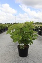 Hydrangea quercifolia SNOW QUEEN® cont. 10L 60-80 cm +B