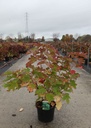 Hydrangea quercifolia SNOW QUEEN® kont. 10L 60-80 cm +f