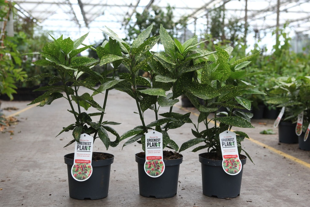 Aucuba japonica 'Variegata' cont. 3,5L 30-40 cm +p
