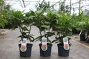 Aucuba japonica 'Variegata' cont. 3,5L 30-40 cm +ф