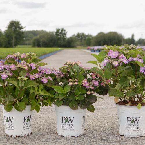 Hydrangea serrata Proven Winners® FLAIR & FLAVOURS® BLUEBERRY CHEESECAKE (PBR) cont. 5L Proven Winners® (blue) +p