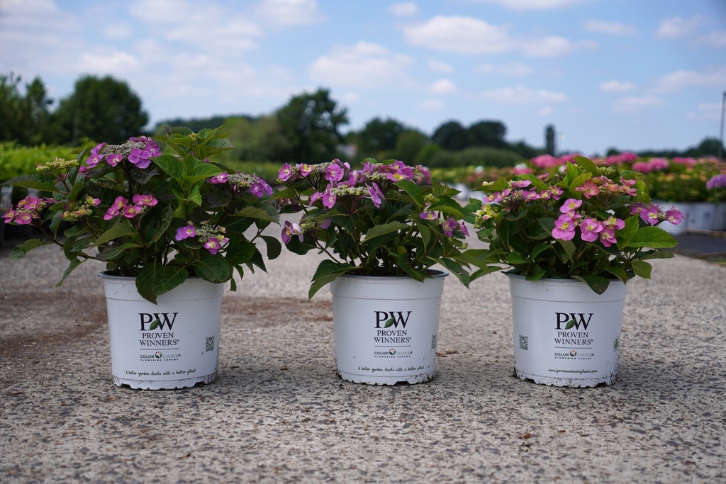 Hydrangea serrata Proven Winners® FLAIR & FLAVOURS® BLUEBERRY CHEESECAKE (PBR) cont. 5L deco (blauw) +f