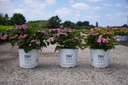 Hydrangea serrata Proven Winners® FLAIR & FLAVOURS® BLUEBERRY CHEESECAKE (PBR) cont. 5L deco (blauw) +f