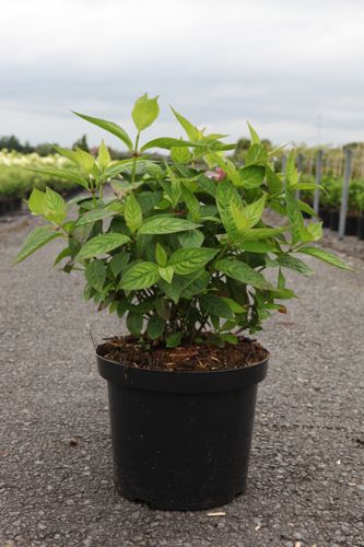 Hydrangea serrata 'Bluebird' cont. 10L 40-50 cm +B
