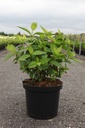 Hydrangea serrata 'Bluebird' cont. 10L 40-50 cm +B