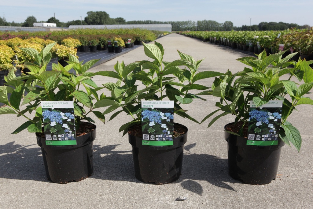 Hydrangea serrata 'Bluebird' cont. 3,6L 25-30 cm +B
