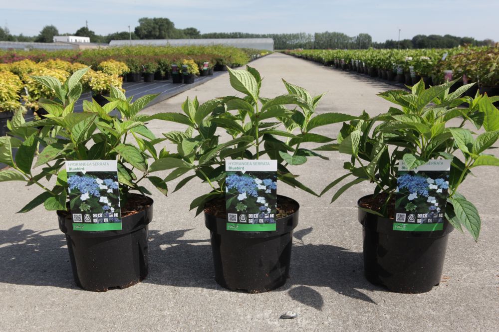 Hydrangea serrata 'Bluebird' cont. 3,6L 25-30 cm +p