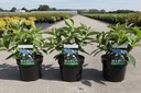 Hydrangea serrata 'Bluebird' cont. 3,6L 25-30 cm +B