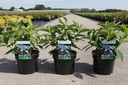 Hydrangea serrata 'Bluebird' cont. 3,6L 25-30 cm +f