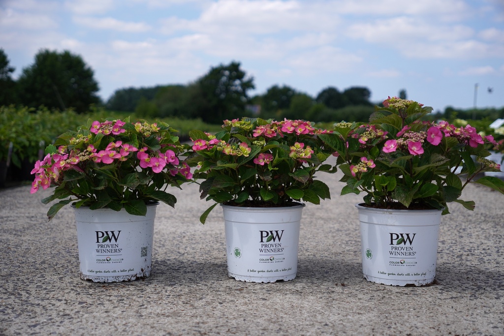 Hydrangea serrata Proven Winners® FLAIR & FLAVOURS® COTTON CANDY (PBR) Kont. 5L Deko (rosa) +B
