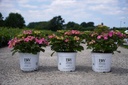 Hydrangea serrata Proven Winners® FLAIR & FLAVOURS® COTTON CANDY (PBR) cont. 5L deco (roze) +f