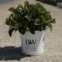 Hydrangea serrata Proven Winners® FLAIR & FLAVOURS® COTTON CANDY (PBR) cont. 5L deko (rosa) +B