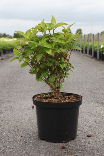 [P] Hydrangea serrata 'Intermedia (Acuminata)' cont. 10L 40-50 cm +ф