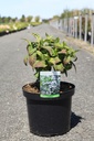 Hydrangea serrata 'Intermedia (Acuminata)' cont. 10L 40-50 cm +B