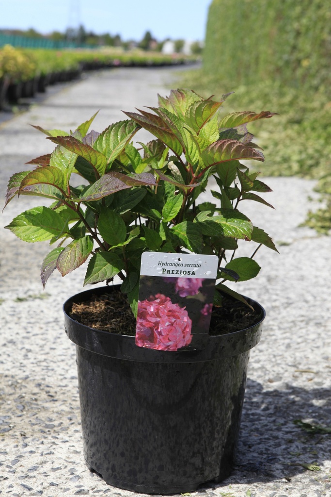 Hydrangea serrata 'Preziosa' Kont. 10L 40-50 cm +B