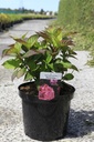 Hydrangea serrata 'Preziosa' Kont. 10L 40-50 cm +B