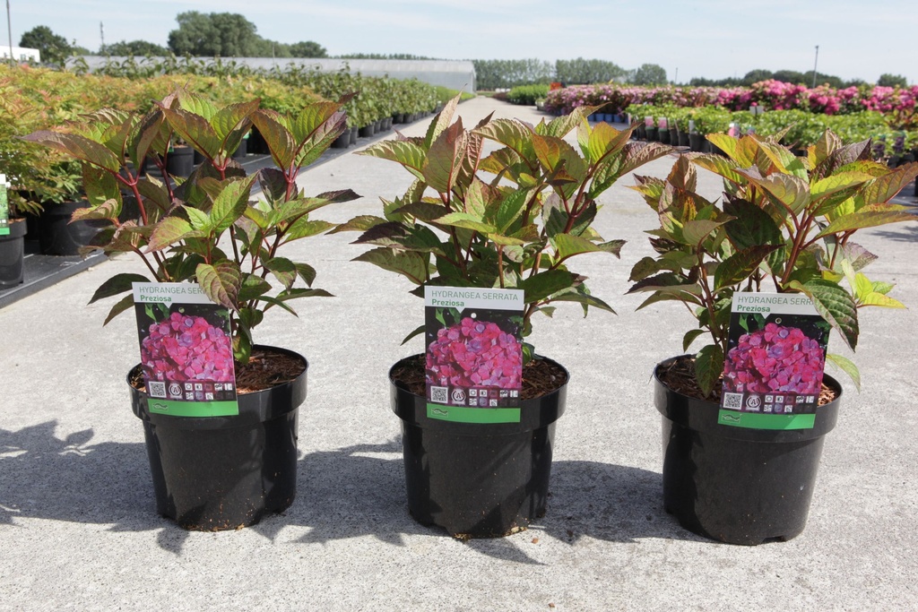 Hydrangea serrata 'Preziosa' cont. 3,6L 25-30 cm +p