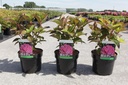 Hydrangea serrata 'Preziosa' cont. 3,6L 25-30 cm +f