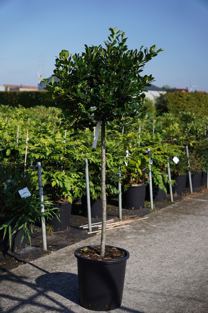 [P] Ilex aquifolium 'J.C. van Tol' cont. 25L 100 cm stam