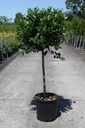 Ilex aquifolium 'J.C. van Tol' cont. 25L 100 cm standard