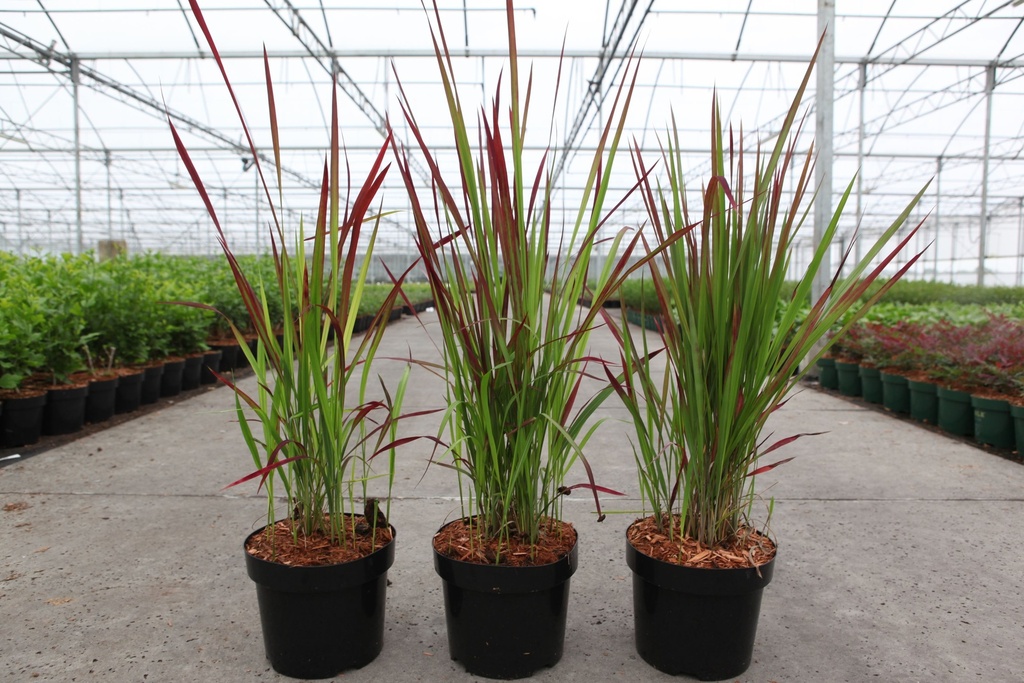 Imperata cylindrica 'Red Baron' cont. 3,6L +p
