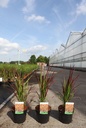 Imperata cylindrica 'Red Baron' cont. 3,6L +ф