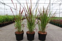 Imperata cylindrica 'Red Baron' cont. 3,6L +p
