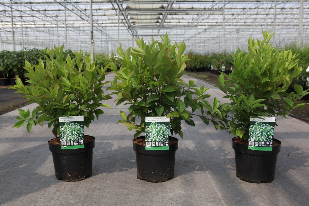 Itea virginica LITTLE HENRY (PBR) cont. 3,6L 30/+ cm +p