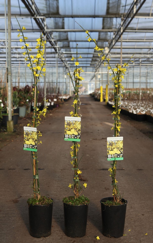 [P] Jasminum nudiflorum cont. 3L high 80-100 cm +p