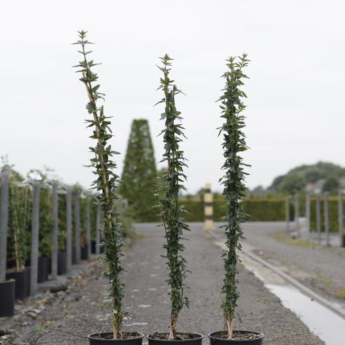 [P] Jasminum nudiflorum cont. 3L hoch 80-100 cm +B