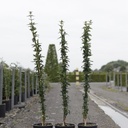Jasminum nudiflorum cont. 3L high 80-100 cm +ф