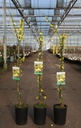 Jasminum nudiflorum cont. 3L hoog 80-100 cm +f