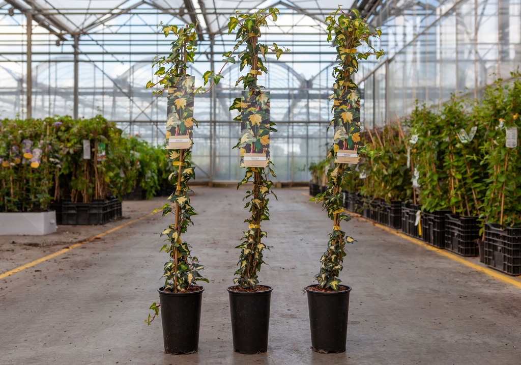 [P] Hedera helix 'Goldheart' cont. 2L hoch 60-80 cm +B