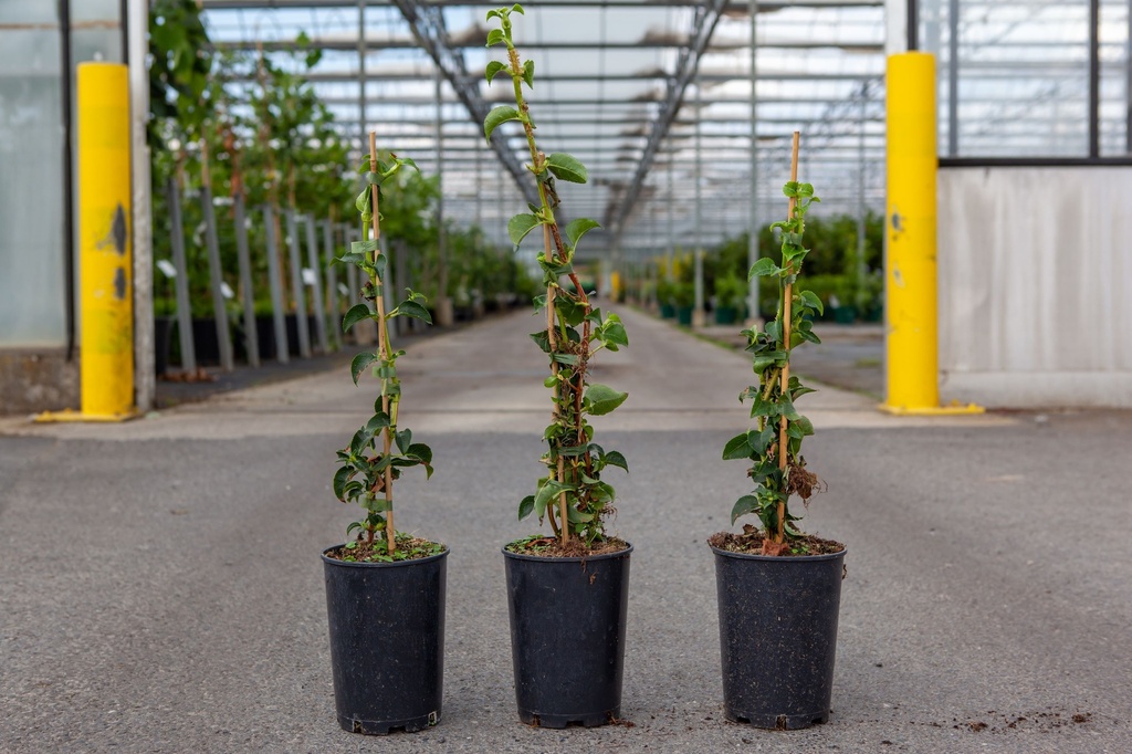 [P] Hydrangea anomala petiolaris cont. 3L hoog 60-80 cm +f