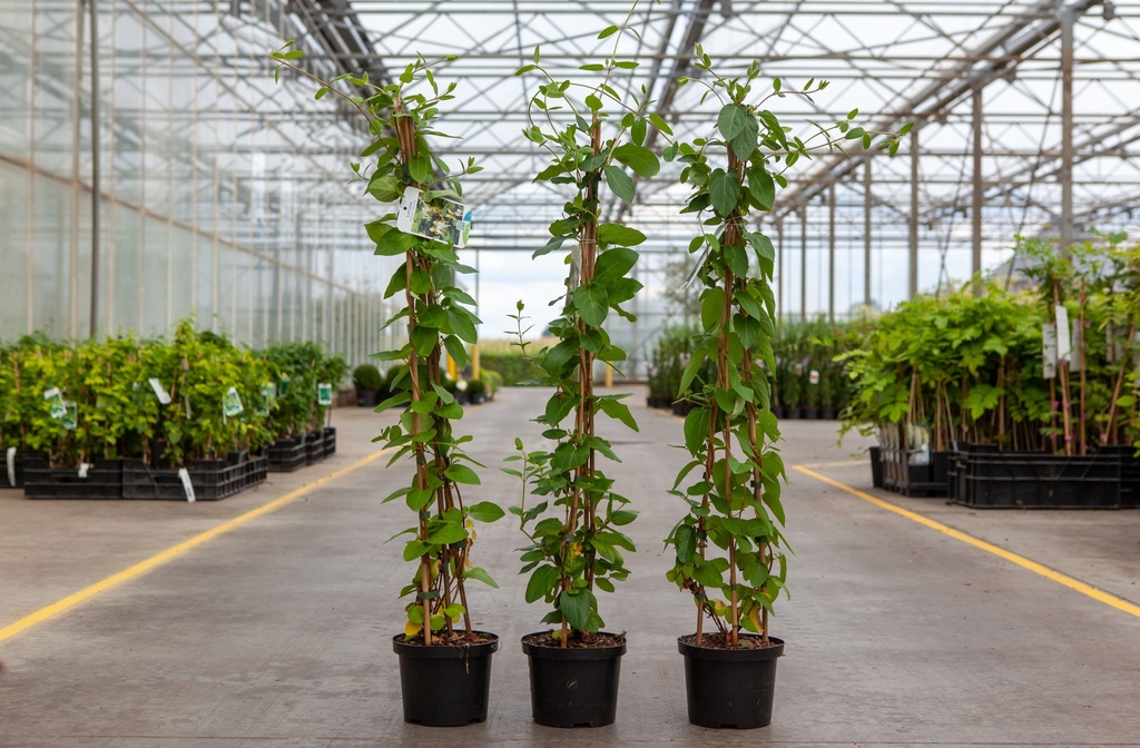 Lonicera japonica 'Halliana' cont. 2L hoog 60-80 cm 3 canes +p