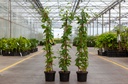 Lonicera japonica 'Halliana' cont. 2L hoog 60-80 cm 3 stokken +f