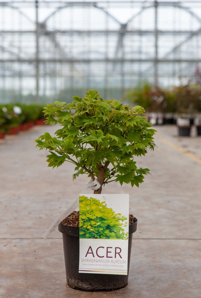 [P] Acer shirasawanum 'Aureum' cont. 4L 25-30 cm +B