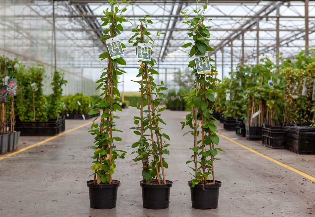 Lonicera japonica 'Hall's Prolific' cont. 2L hoog 60-80 cm 3 canes +p