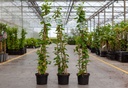 Lonicera japonica 'Hall's Prolific' cont. 2L haut 60-80 cm 3 tuteurs +p