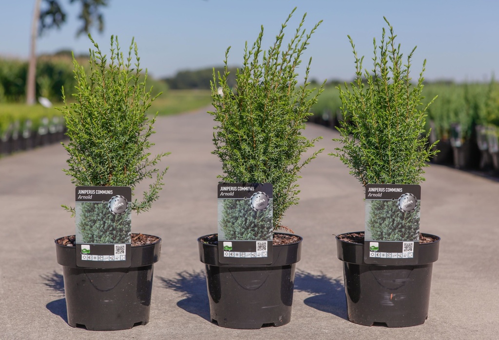 [P] Juniperus communis 'Arnold' cont. 3L 40/+ cm +p