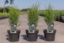 Juniperus communis 'Arnold' cont. 3L 40/+ cm +B