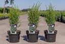 Juniperus communis 'Arnold' cont. 3L 40/+ cm +p
