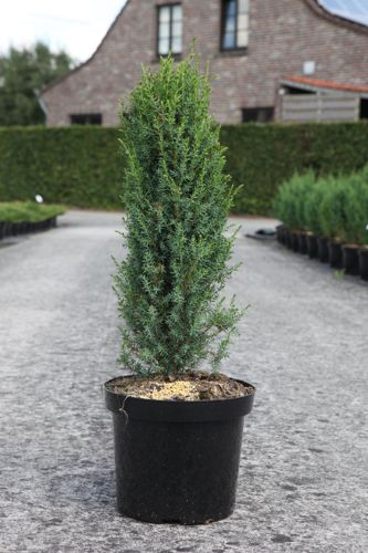 [P] Juniperus communis 'Arnold' cont. 7,5L 60/+ cm