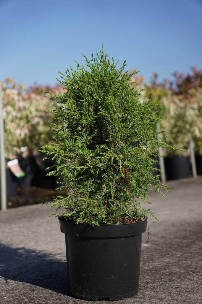 Juniperus communis 'Arnold' cont. 7,5L 60/+ cm