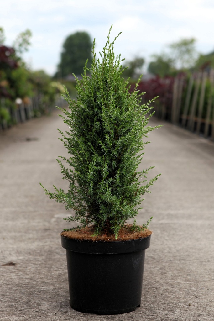 Juniperus communis 'Arnold' cont. 7,5L 60/+ cm