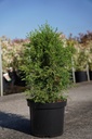 Juniperus communis 'Arnold' cont. 7,5L 60/+ cm