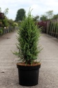 Juniperus communis 'Arnold' cont. 7,5L 60/+ cm