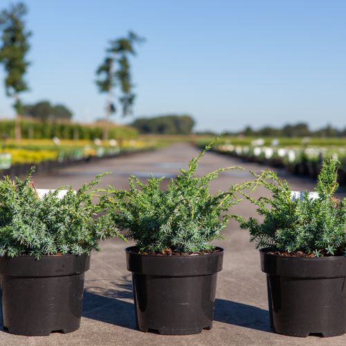 [P] Juniperus chinensis 'Blue Alps' cont. 3L 30-40 cm +p