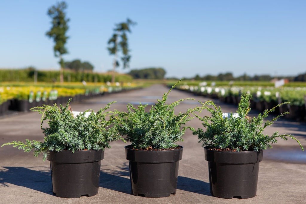 [P] Juniperus chinensis 'Blue Alps' cont. 3L 30-40 cm +p