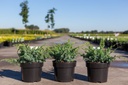 Juniperus chinensis 'Blue Alps' cont. 3L 30-40 cm +B